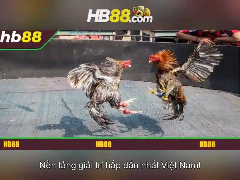 HB88: Nền tảng đánh bạc trực tuyến nổi bật