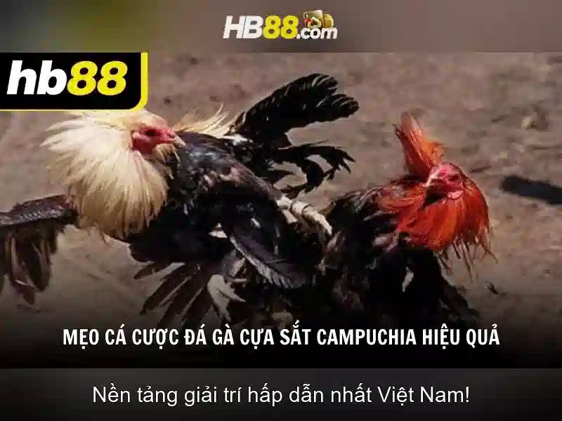HB88: Nền tảng cá cược và giải trí hàng đầu